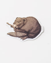 North American Beaver Sticker (Castor canadensis)