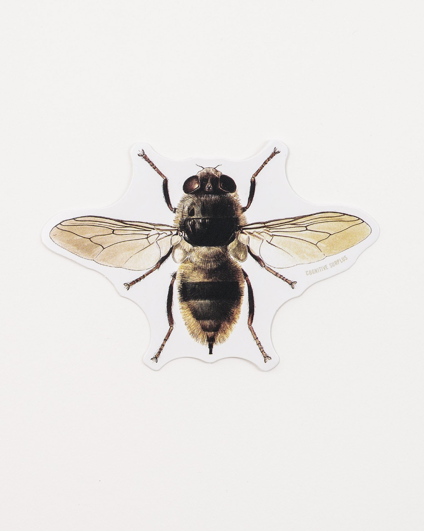 Honey Bee Sticker (Apis mellifera)