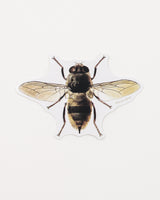 Honey Bee Sticker (Apis mellifera)