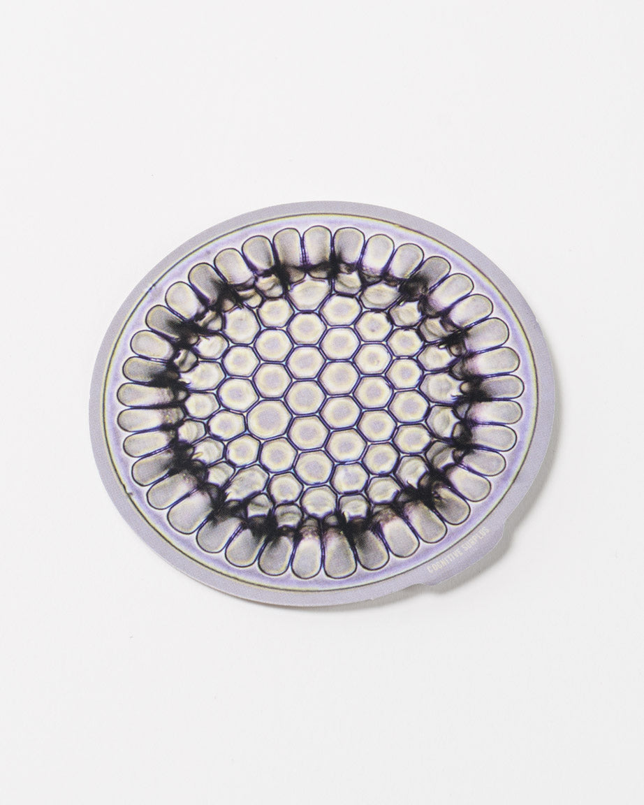 Microfossil Diatom Frustule (Stephanopyxis grunowii)