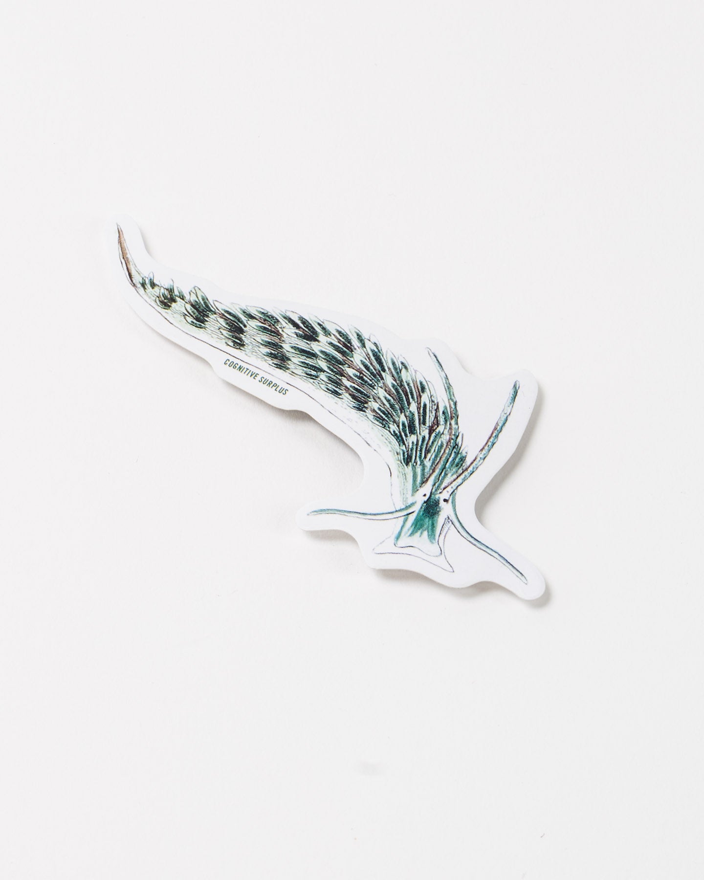 Sacoglossan Sea Slug Sticker (Elysia viridis)