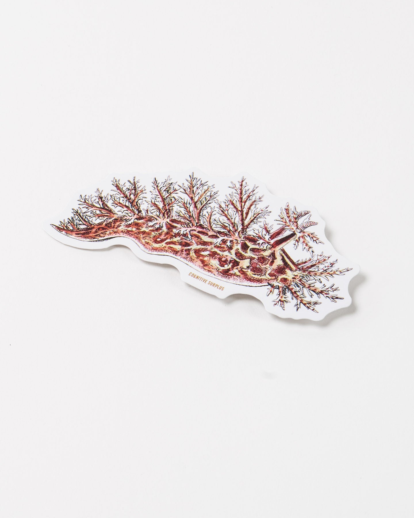 Bushy Backed Nudibranch (Dendronotus frondosus)