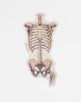 Skeletal Rib Cage and Pelvis Sticker