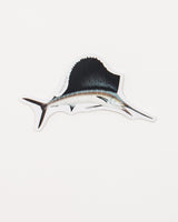 Atlantic Sailfish Sticker (Istiophorus albicans)