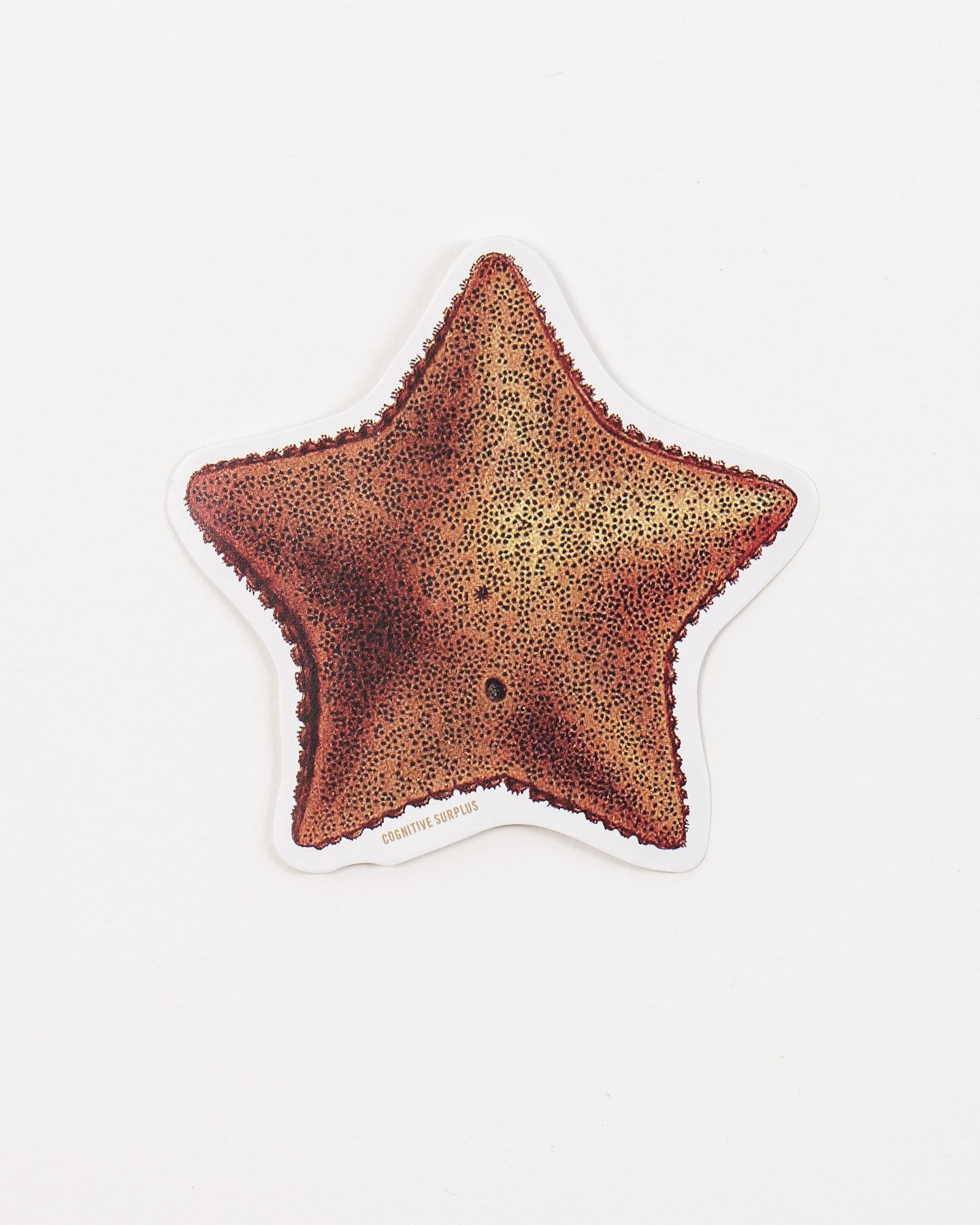 Sea Star Sticker (Asteriidae)