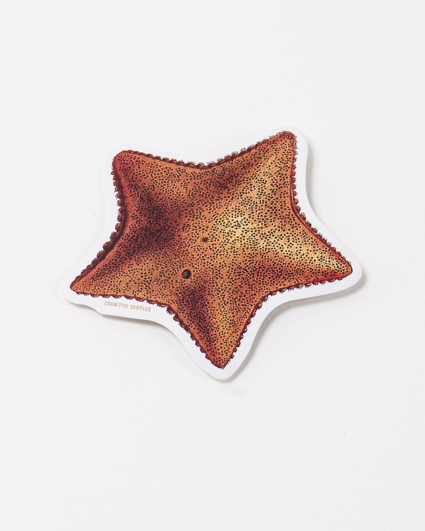 StSeaStar_2.jpg