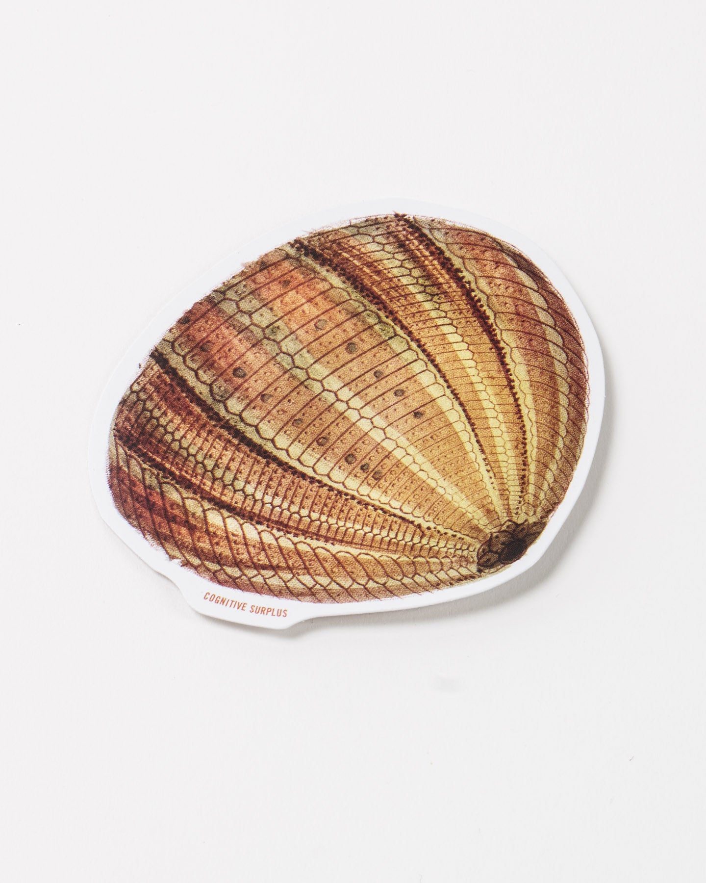 StSeaUrchin2_1.jpg