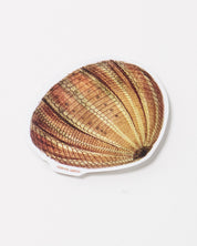 Urchin Sticker (Echinoidea)