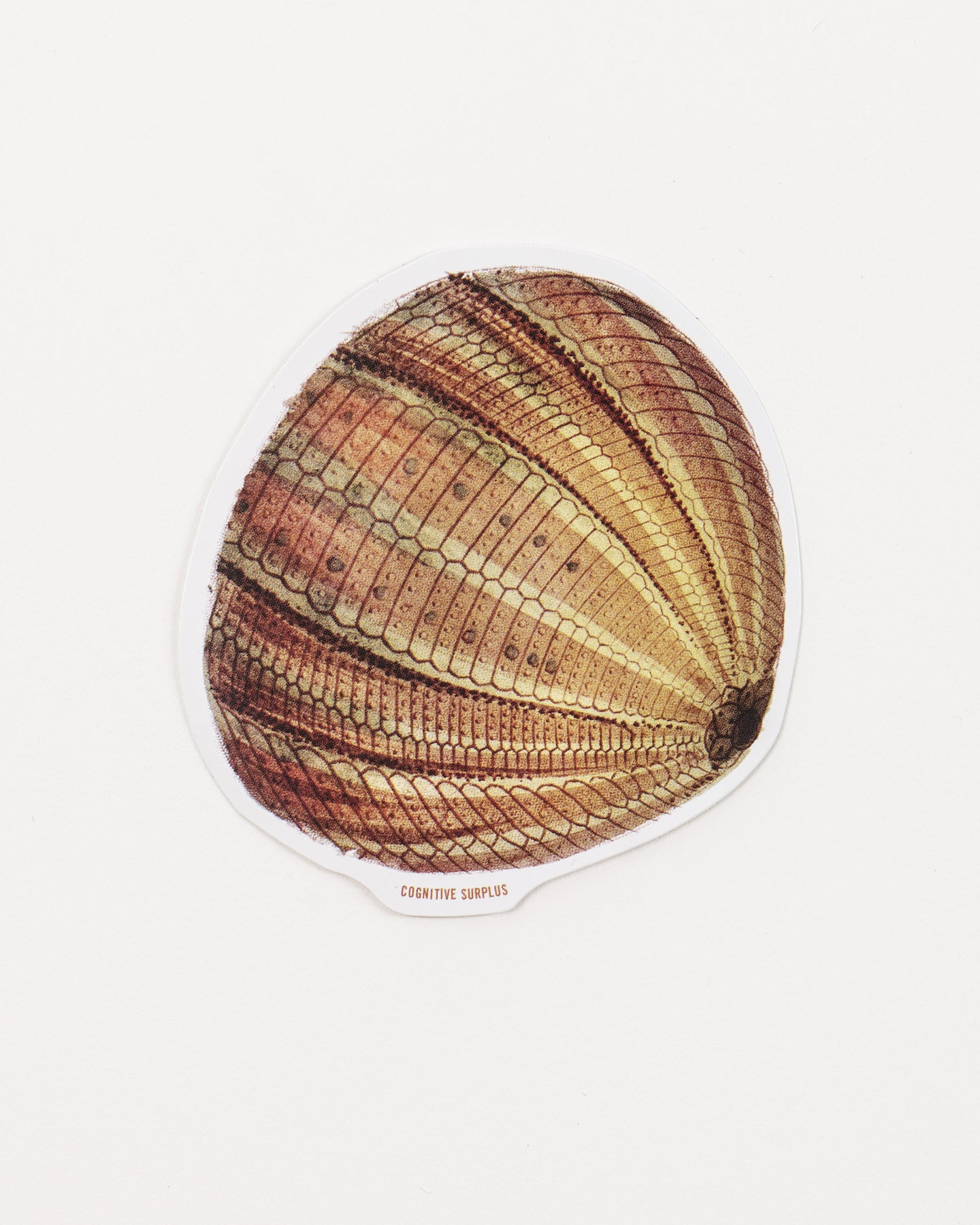 StSeaUrchin2_2.jpg