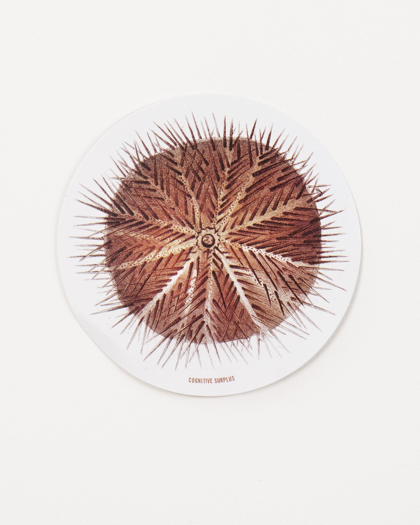 StSeaUrchin_2.jpg