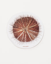 Sea Urchin Sticker (Echinoidea)