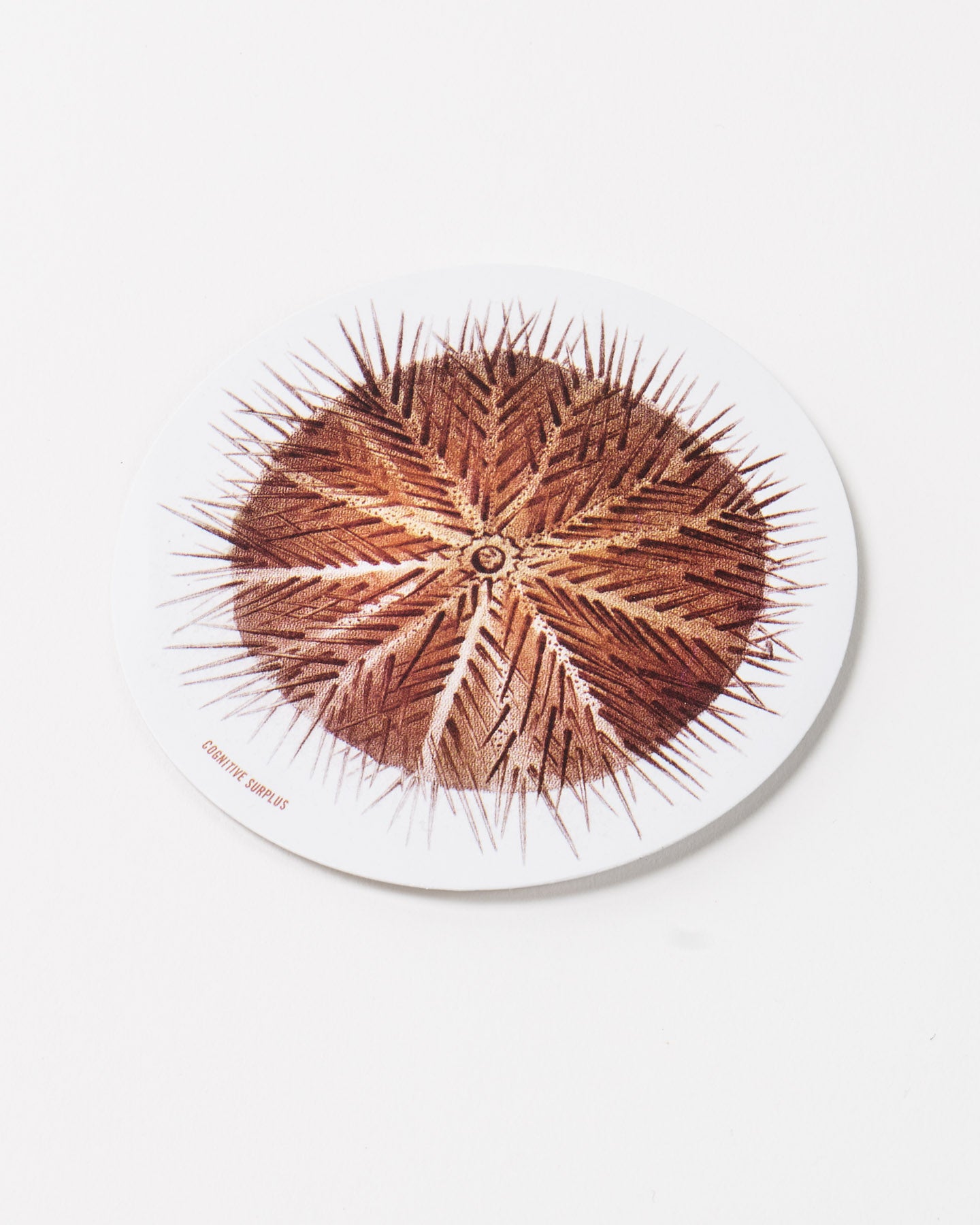 Sea Urchin Sticker (Echinoidea)