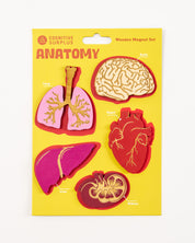 Anatomy Wooden Magnet Set