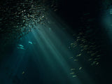 Deep Sea Mystery Notebook 3-Pack