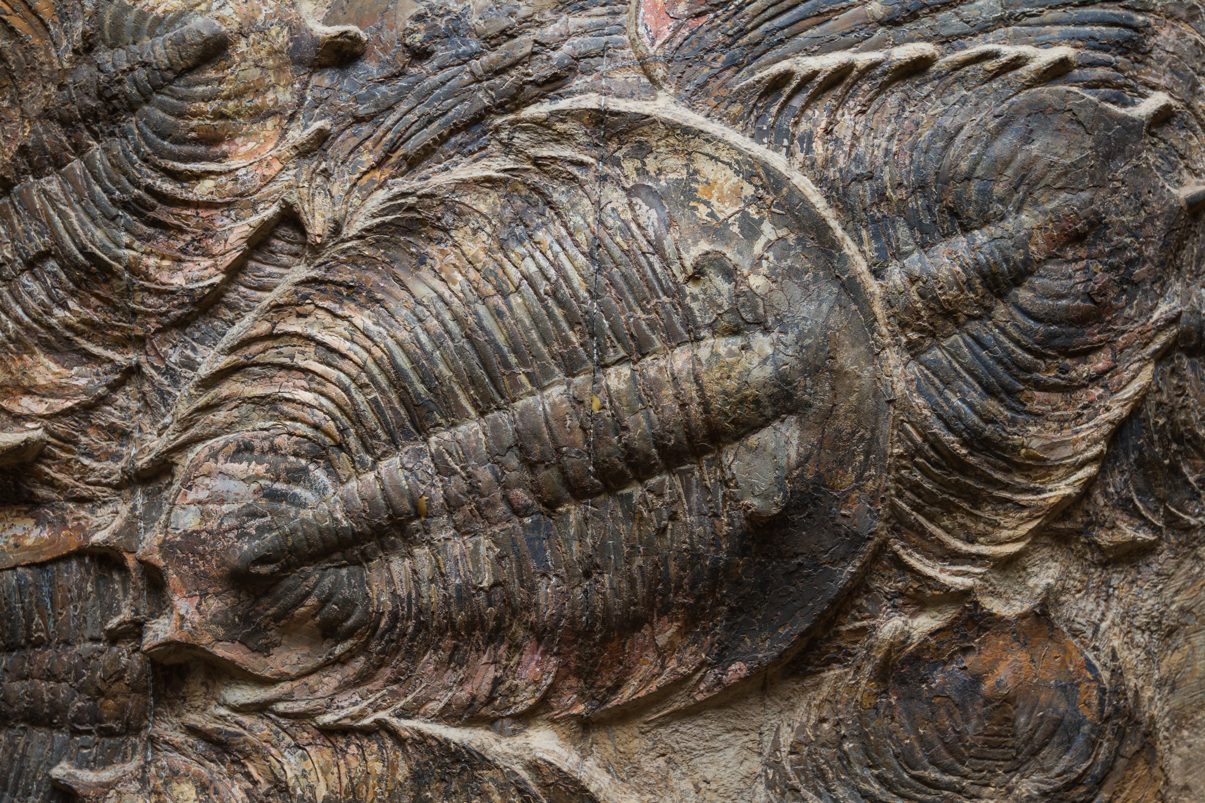 close-up-of-a-well-preserved-trilobite-fossil-2026-01-11-10-25-31-utc.jpg