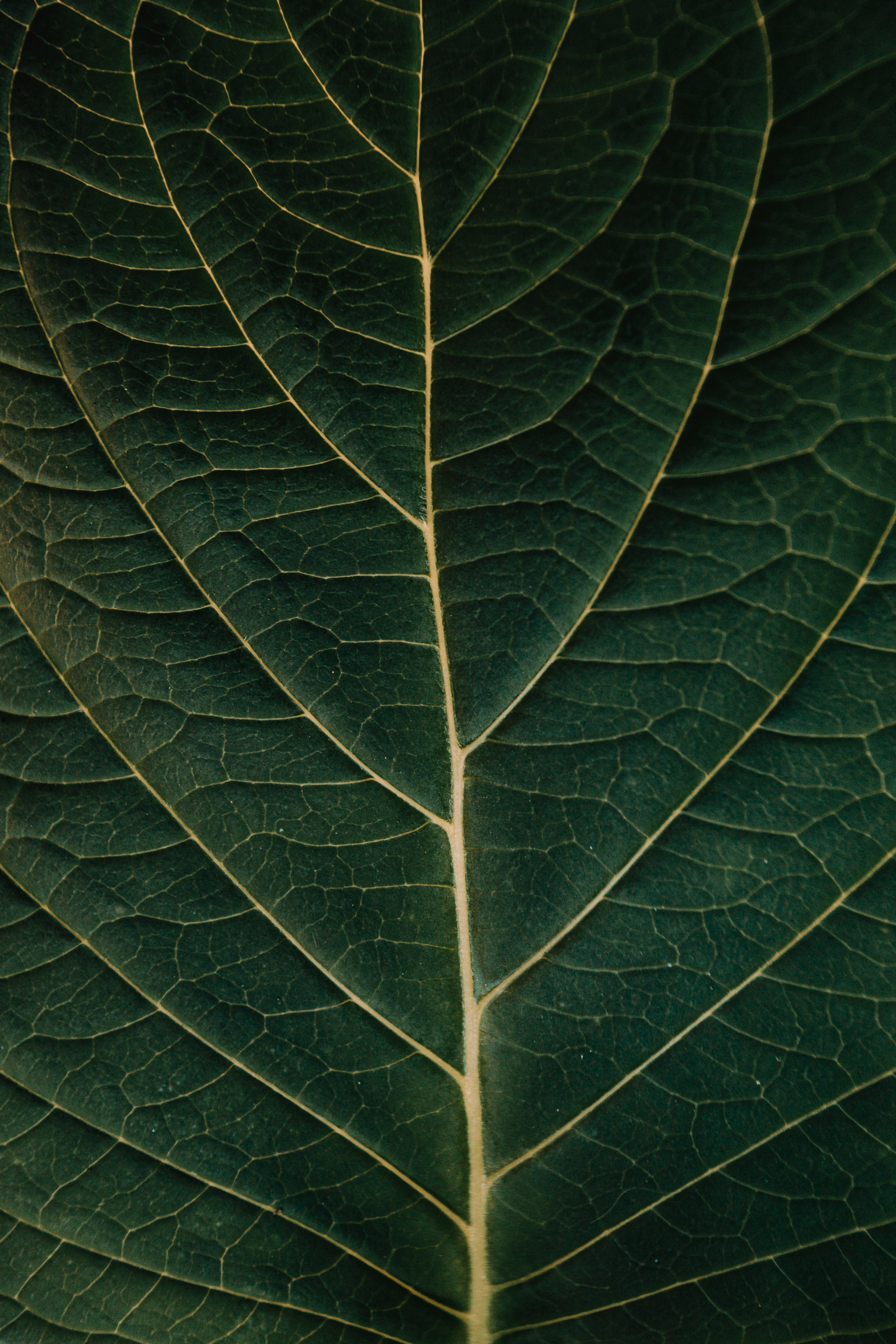 dark-green-leaf-showing-the-details.jpg