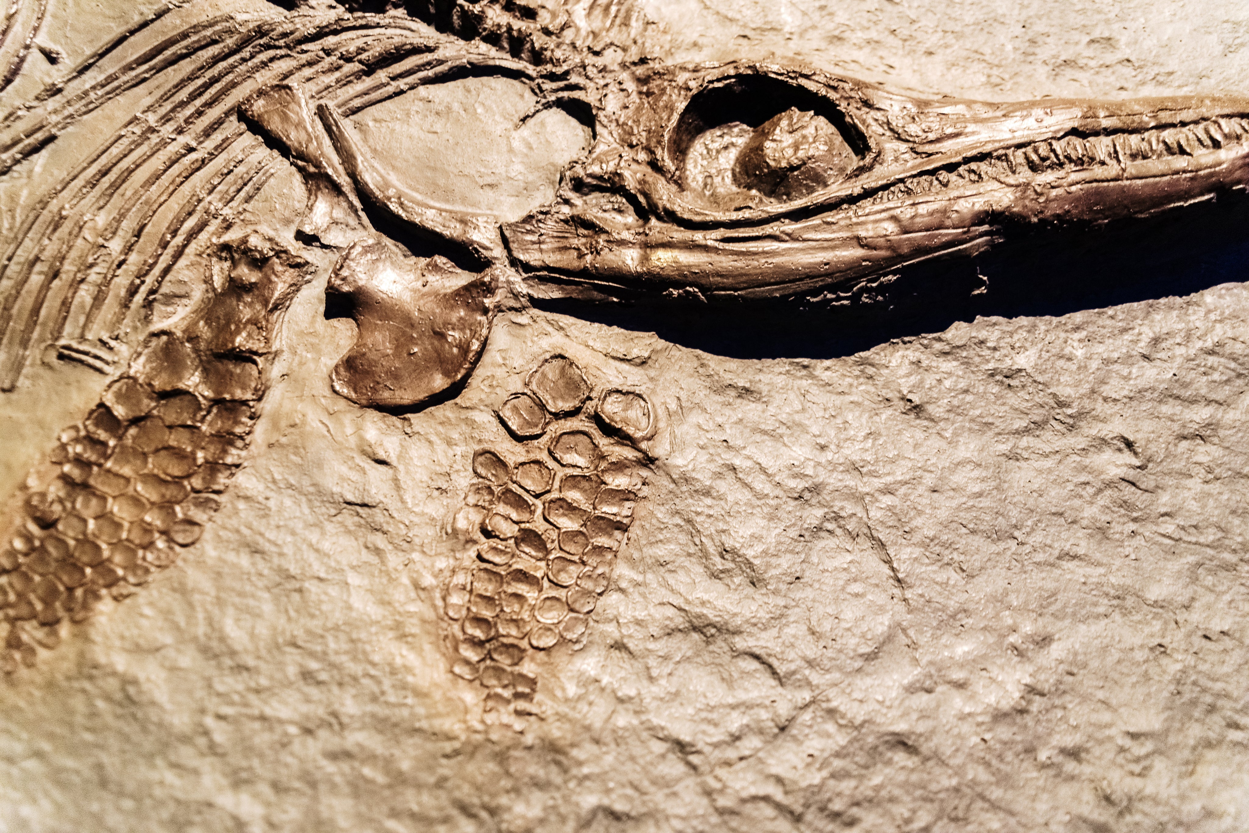 detail-of-a-fossil-ichthyosaurus-2026-03-10-03-07-56-utc.jpg