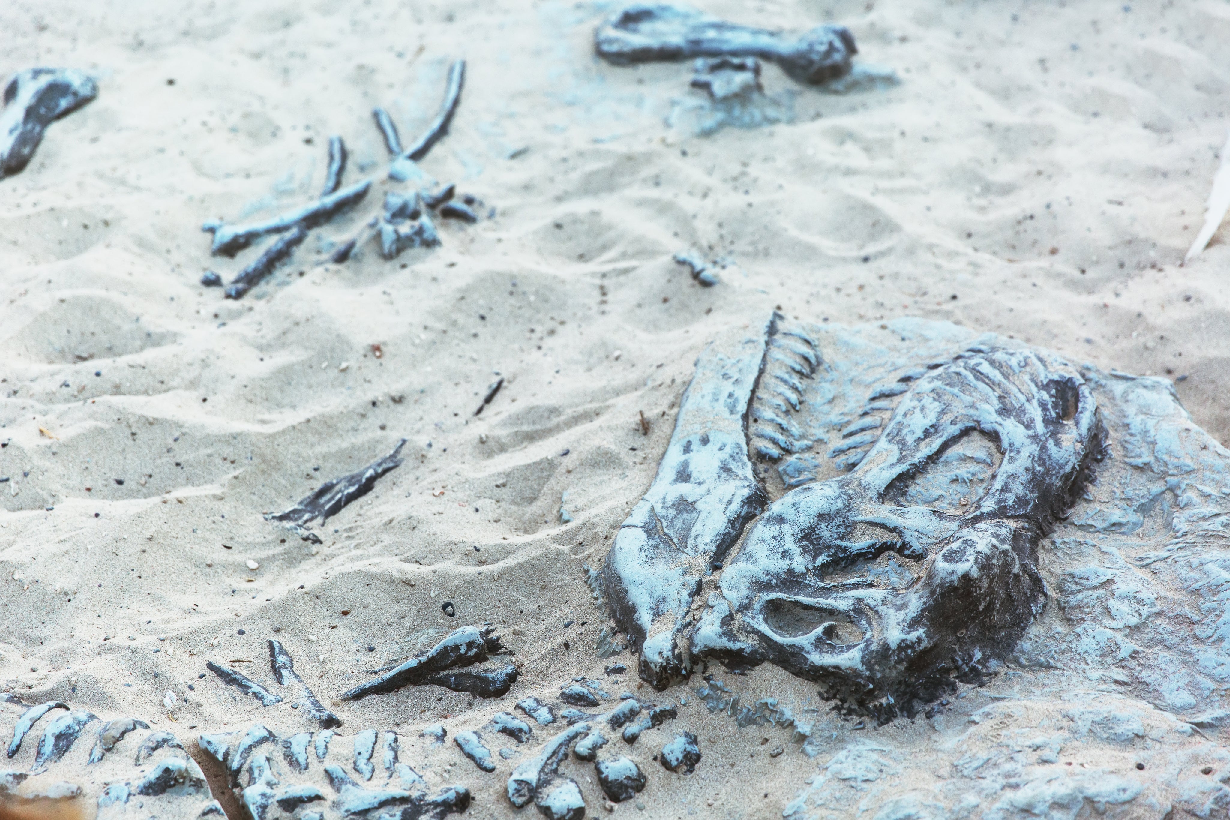 dinosaur-fossil-simulator-excavation-in-sand-for-e-2026-03-17-20-08-29-utc.jpg