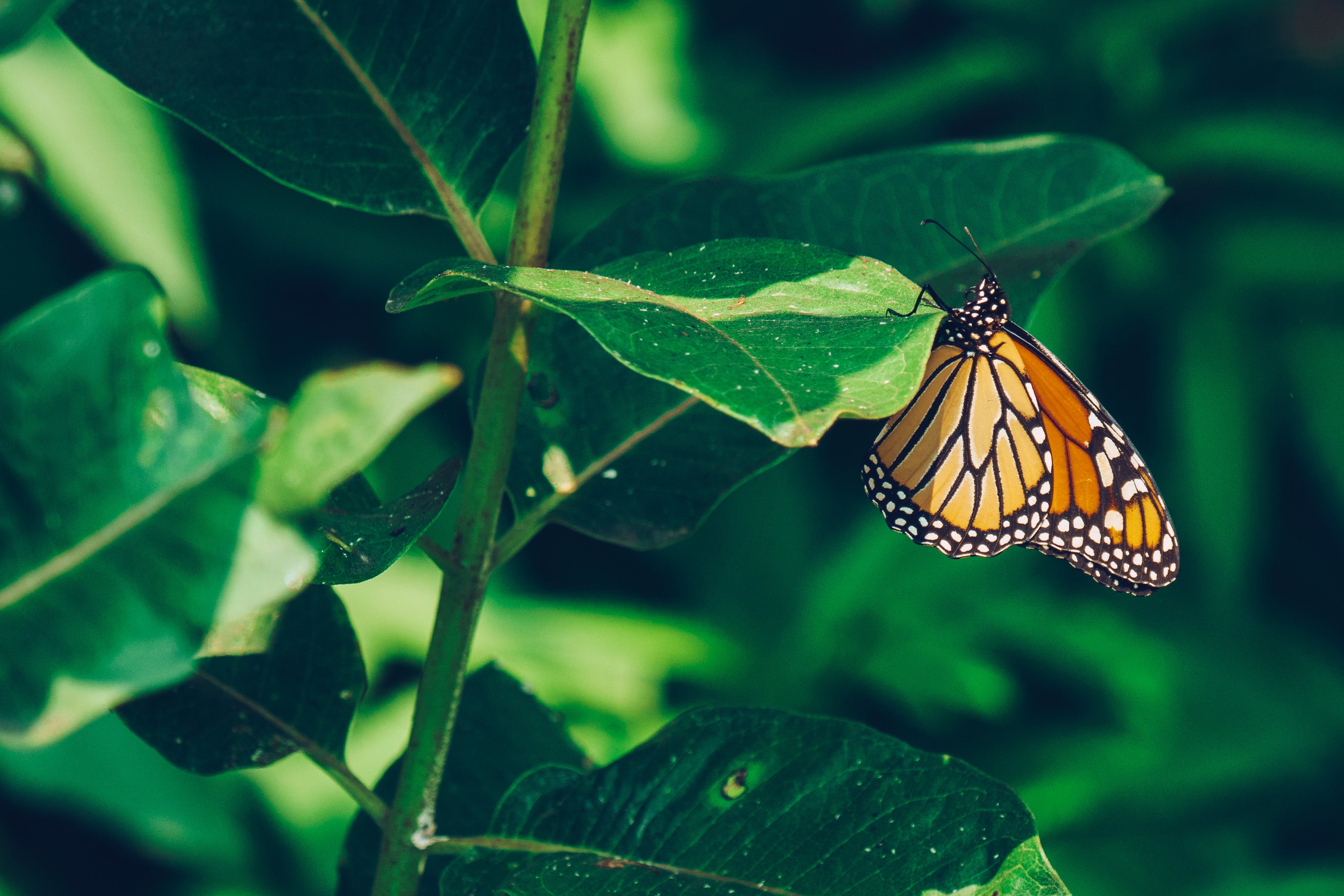 monarch-butterfly-perched.jpg