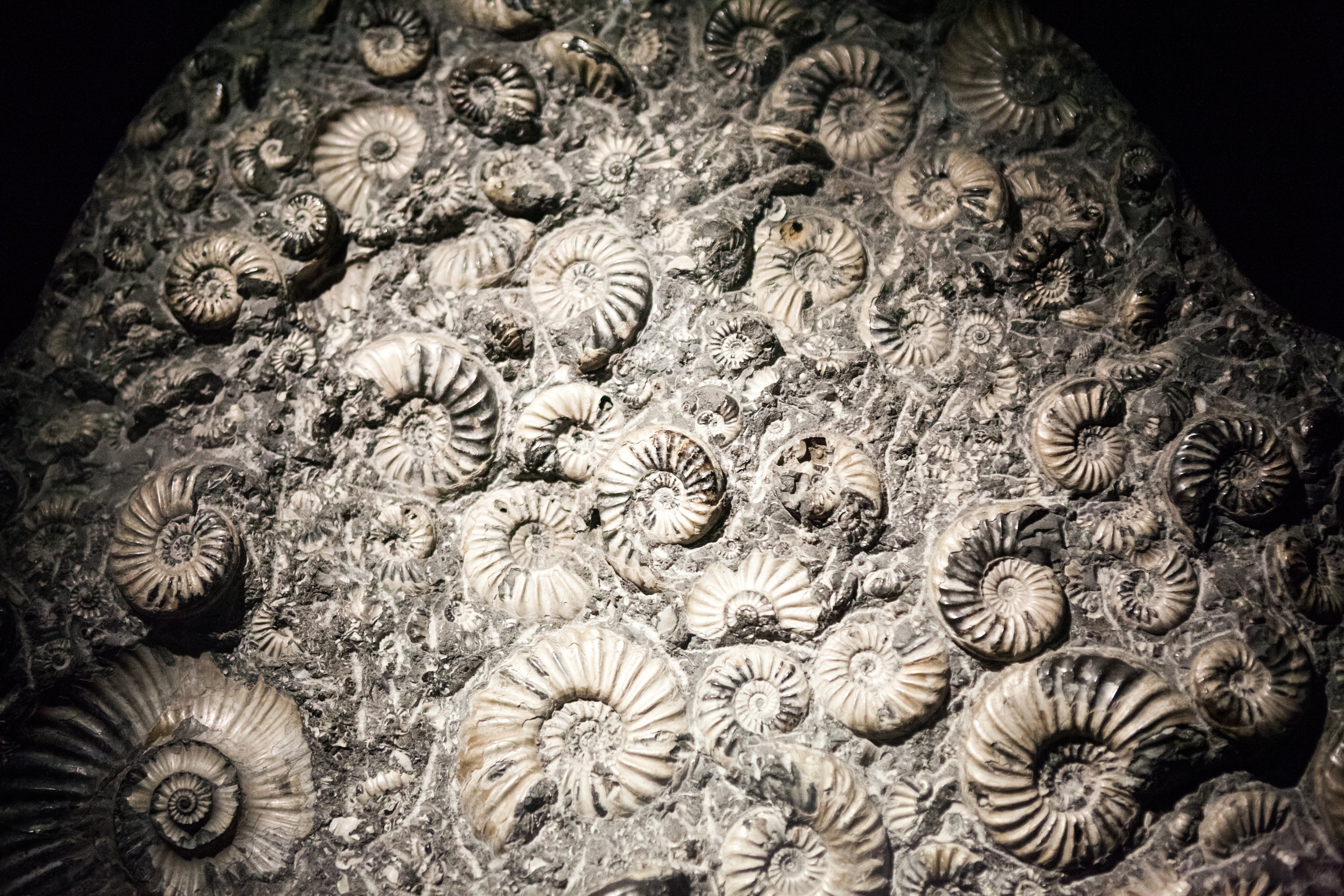 petrified-snail-fossils-texture-2026-03-26-00-14-34-utc.jpg