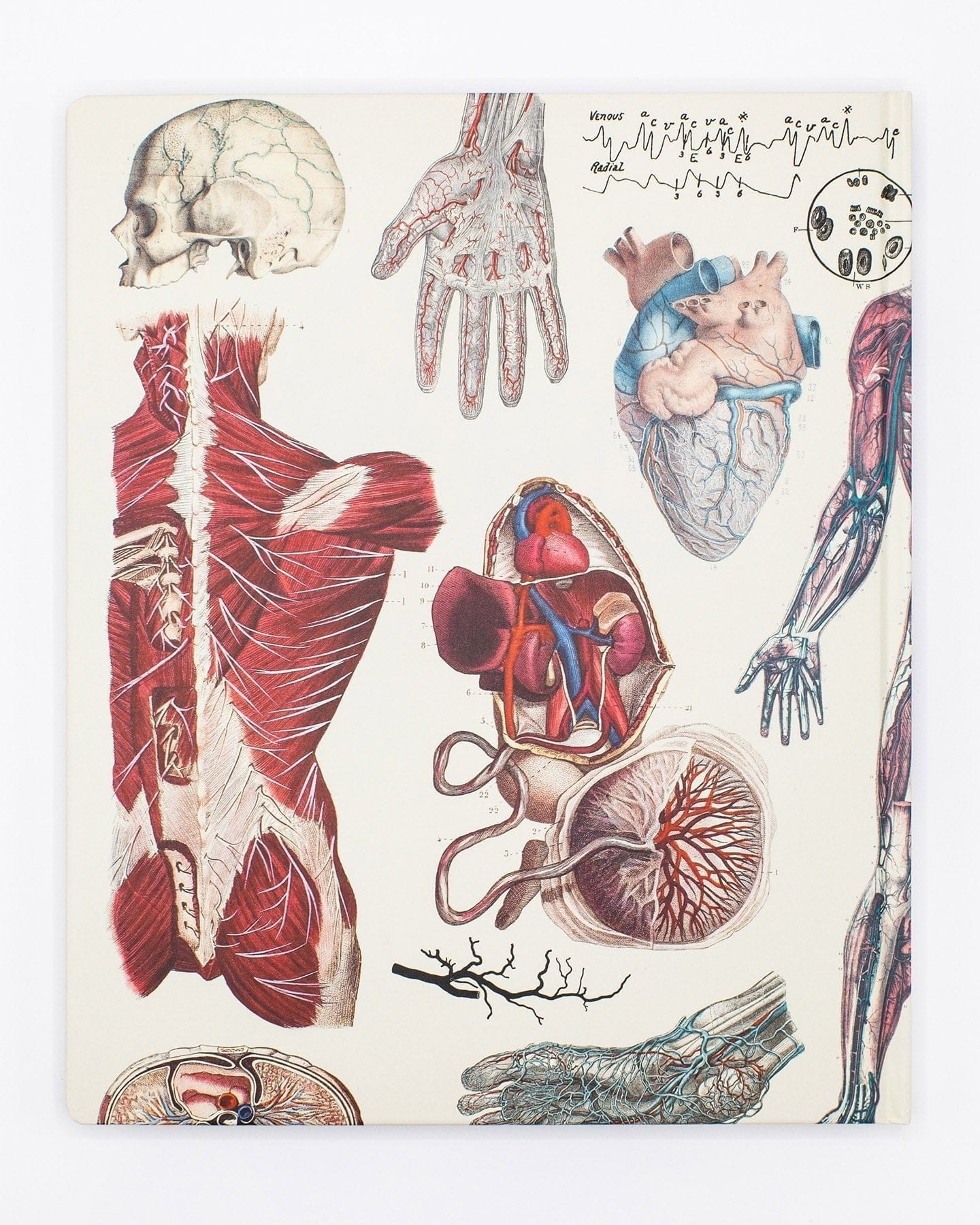 Anatomy Lab Notebook Cognitive Surplus