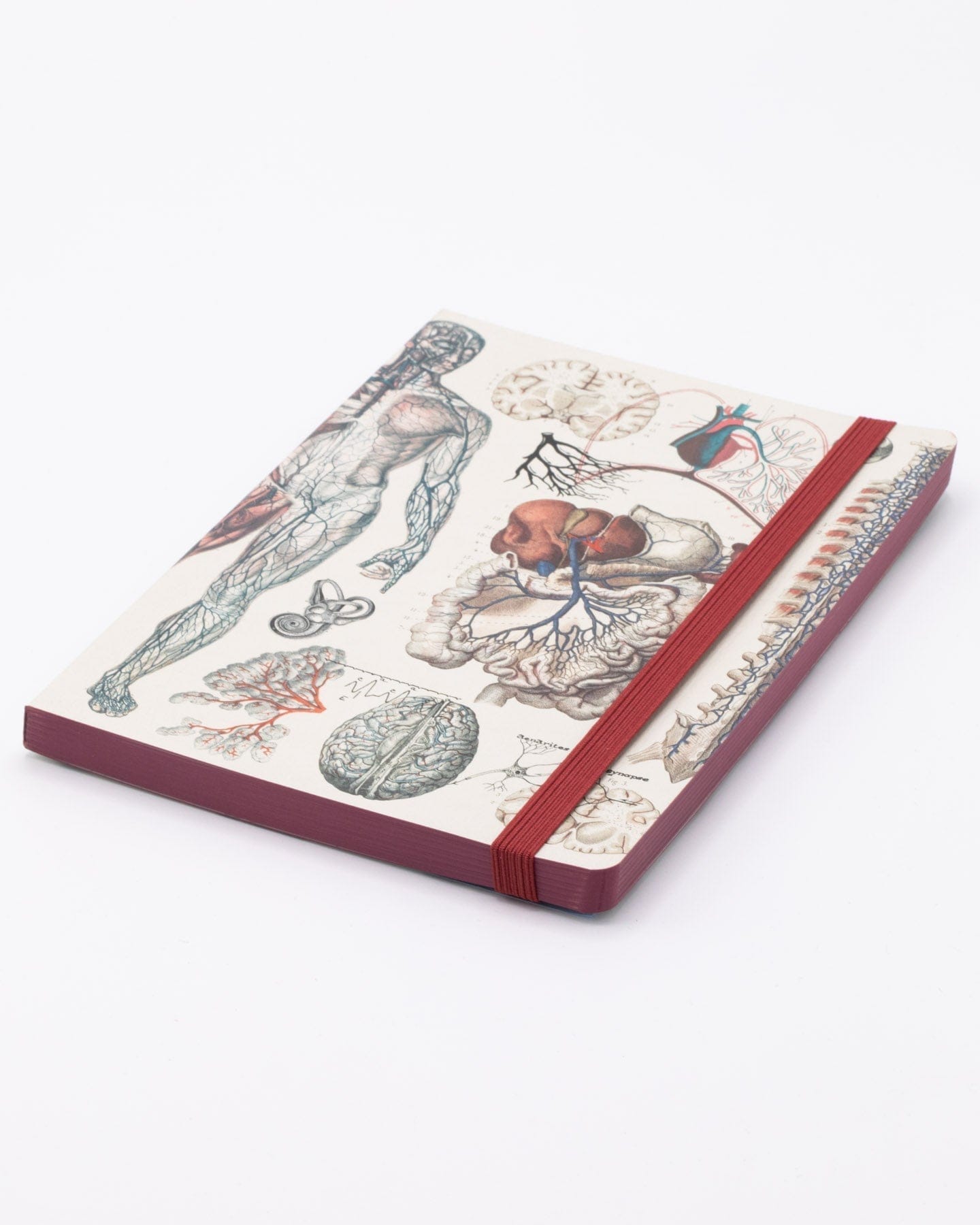 Anatomy & Physiology A5 Notebook - Dotted Lines
