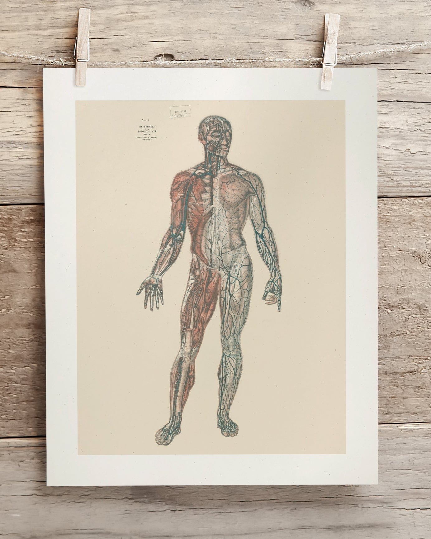 Anatomy Plate 1 Museum Print Cognitive Surplus