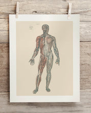 Anatomy Plate 1 Museum Print Cognitive Surplus