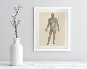 Anatomy Plate 1 Museum Print Cognitive Surplus