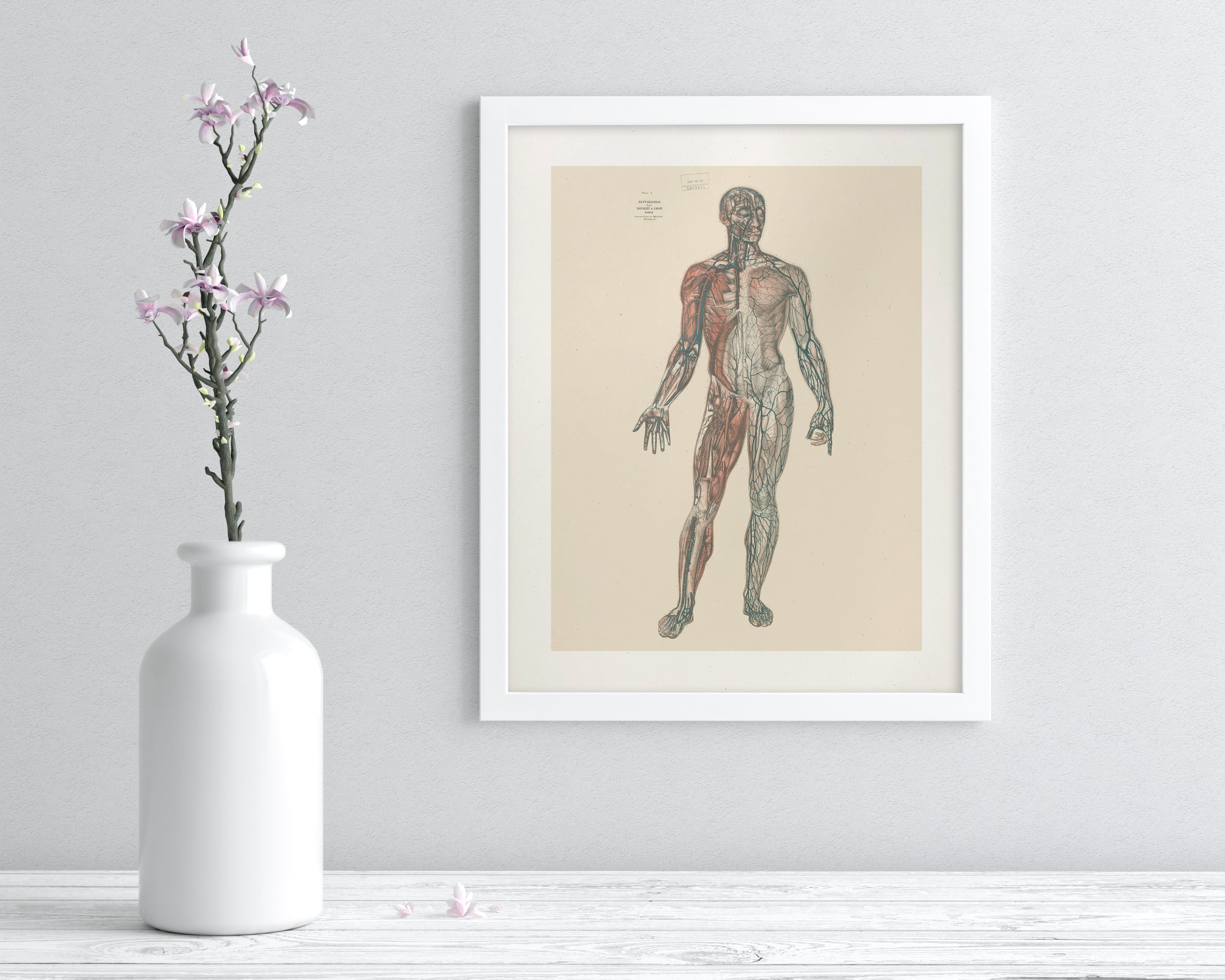 Anatomy Plate 1 Museum Print Cognitive Surplus