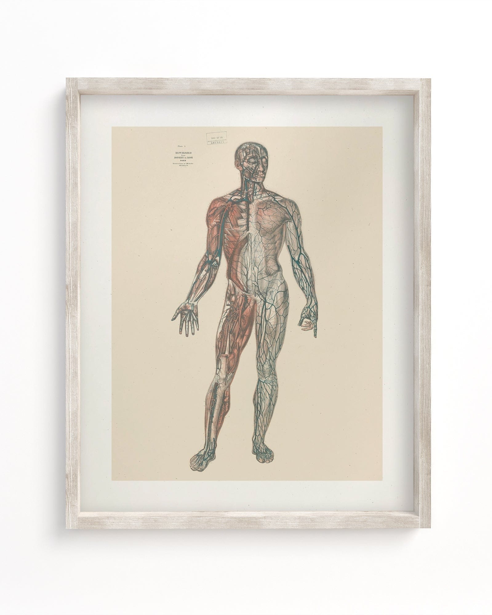 Anatomy Plate 1 Museum Print Cognitive Surplus