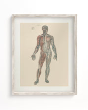 Anatomy Plate 1 Museum Print Cognitive Surplus