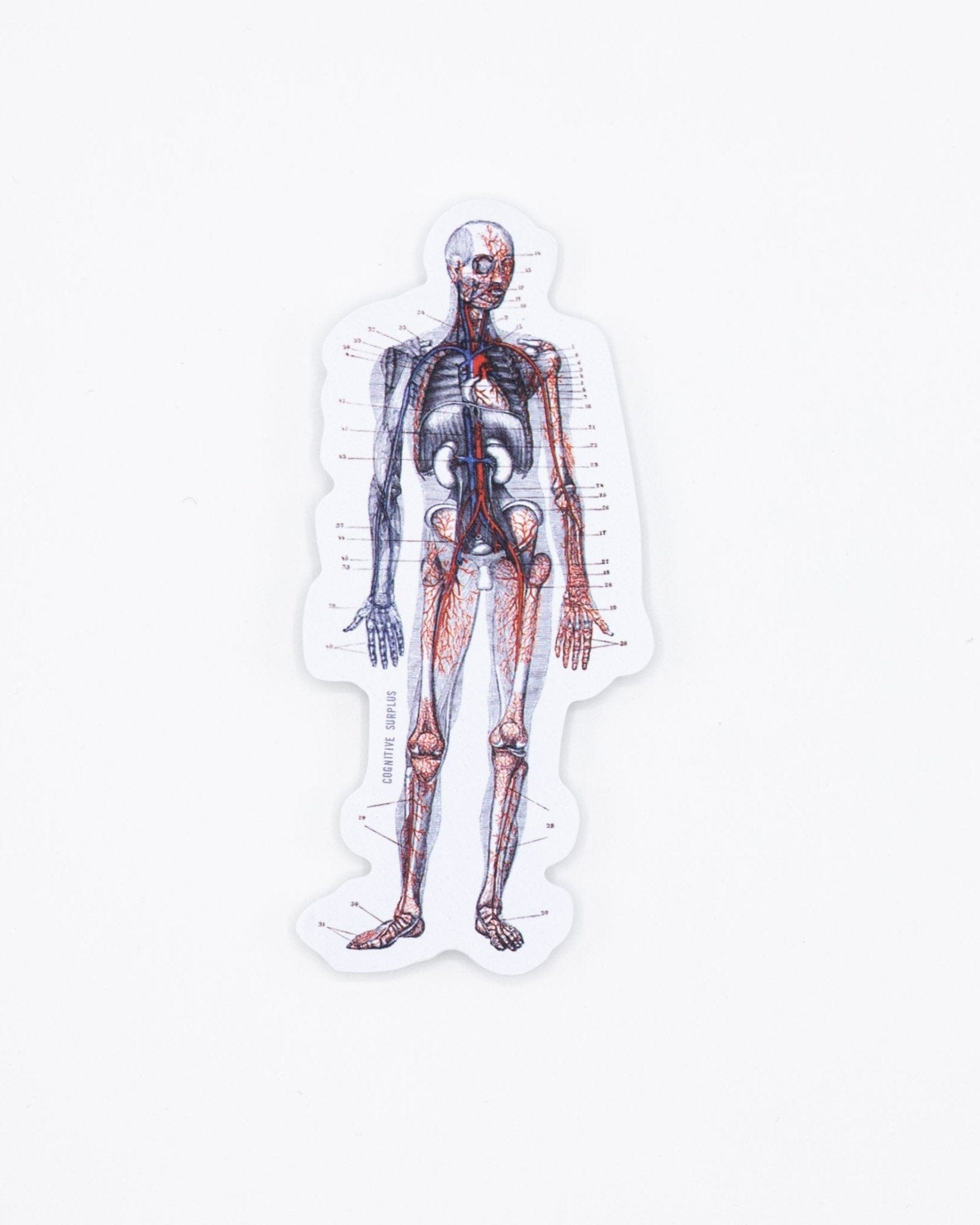Anatomy Sticker Cognitive Surplus