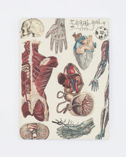 Anatomy: Vascular Softcover - Lined Cognitive Surplus