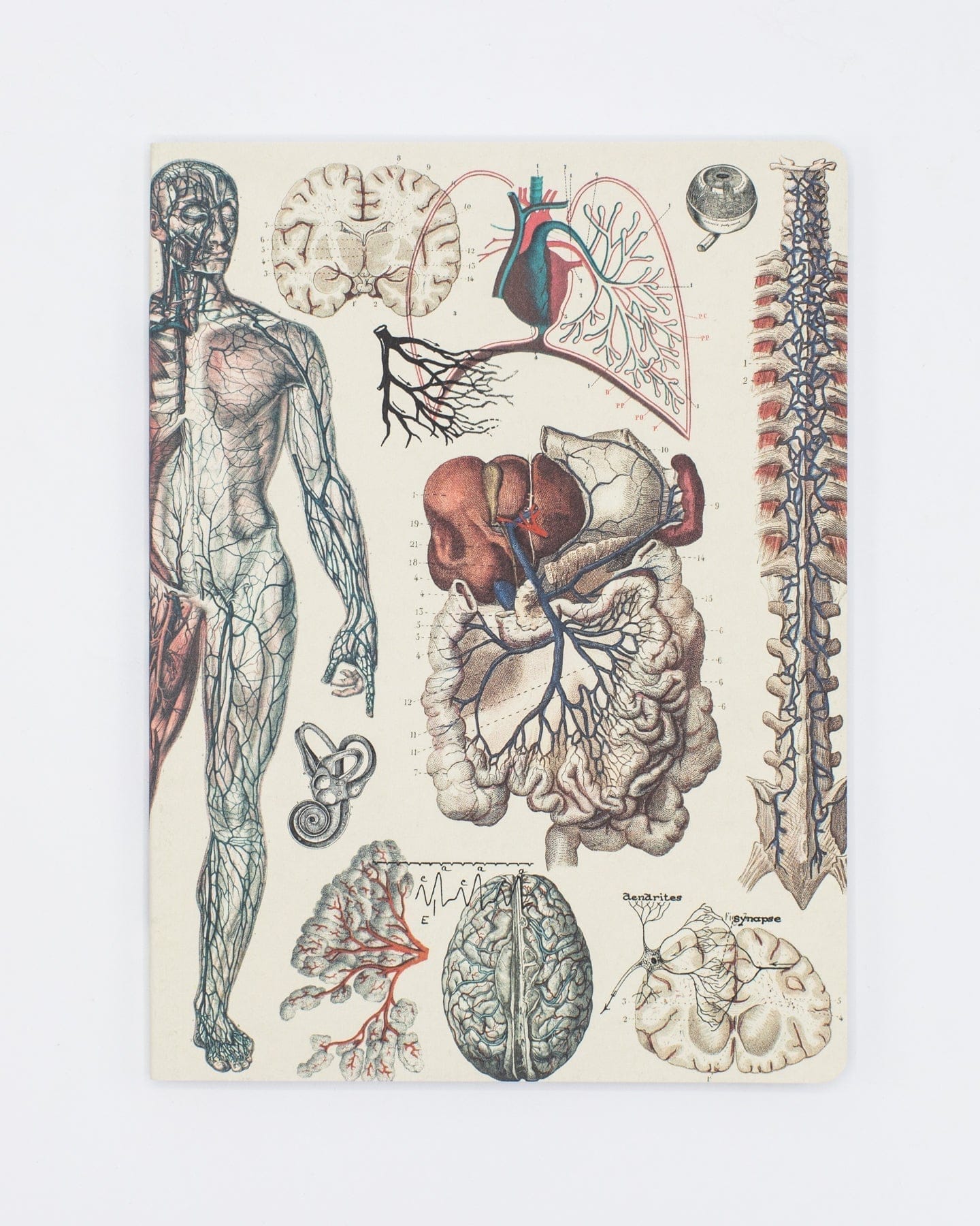 Anatomy: Vascular Softcover - Lined Cognitive Surplus