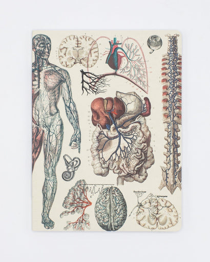 Anatomy: Vascular Softcover Notebook - Lined – Cognitive Surplus