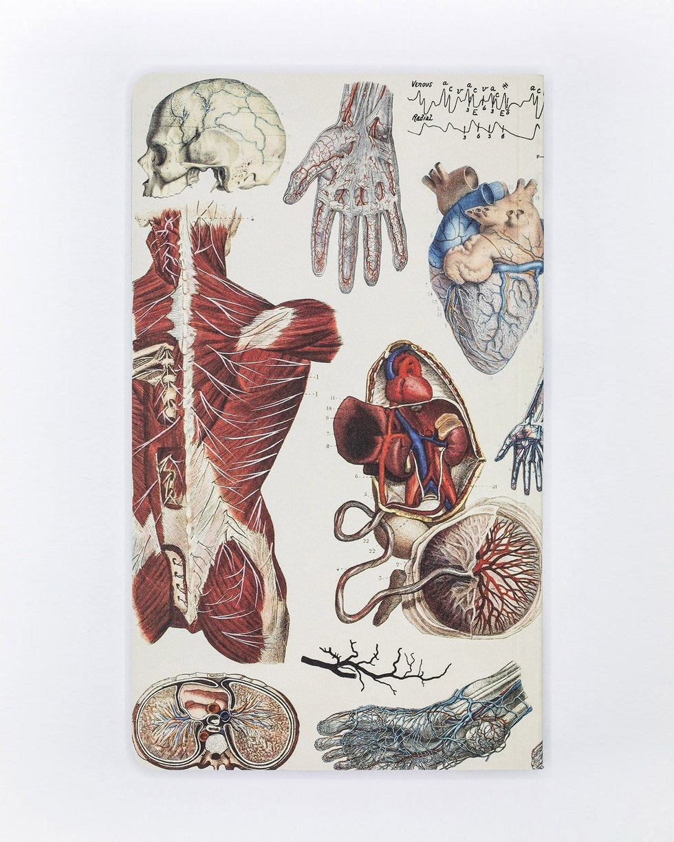 Anatomy: Vascular Yearly Planner – Cognitive Surplus