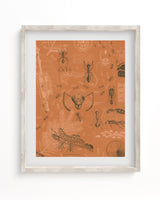 Ants Scientific Illustration Museum Print