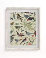 Birds Scientific Illustration Museum Print