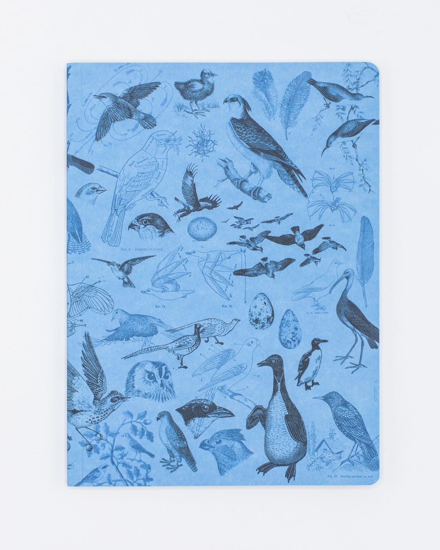 Marine Biology Notebook - Softcover  Recycled Notebook – Cognitive Surplus