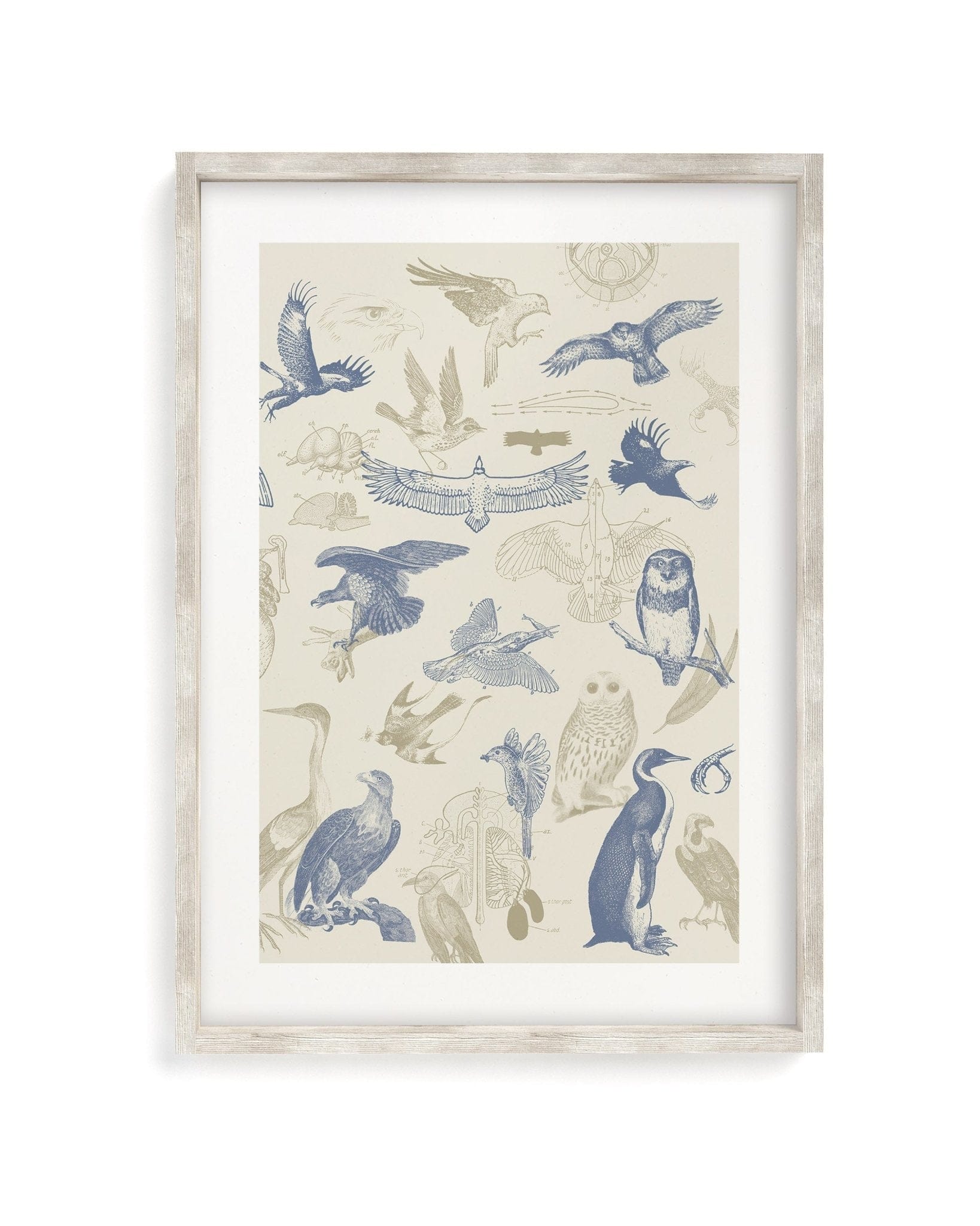 Birds of Prey Museum Print Cognitive Surplus