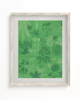 Botany Scientific Illustration Museum Print