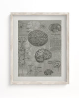 Brain Anatomy Scientific Illustration Museum Print