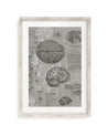 Brain Anatomy Museum Print Cognitive Surplus