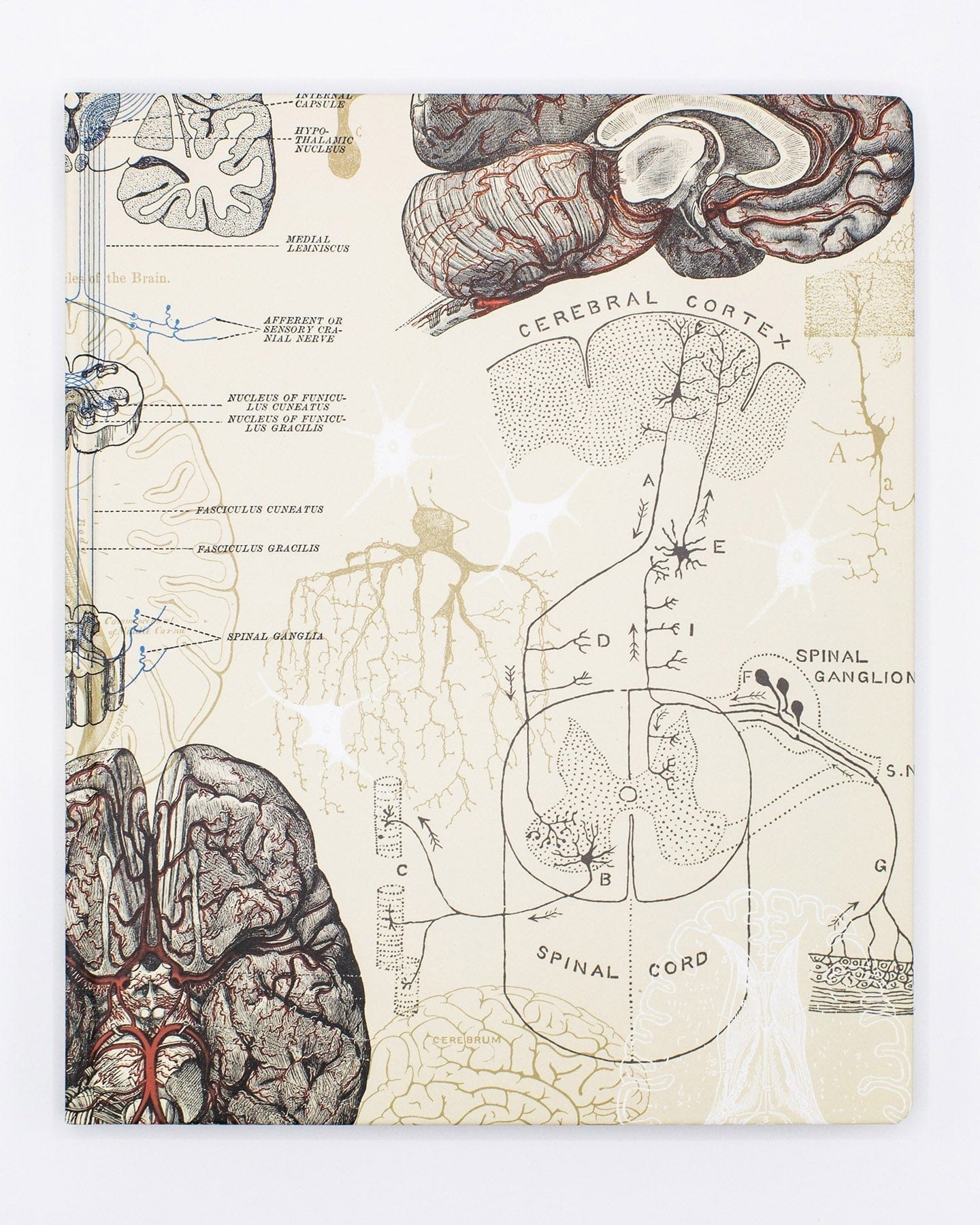 Brain & Neuroscience Lab Notebook – Cognitive Surplus