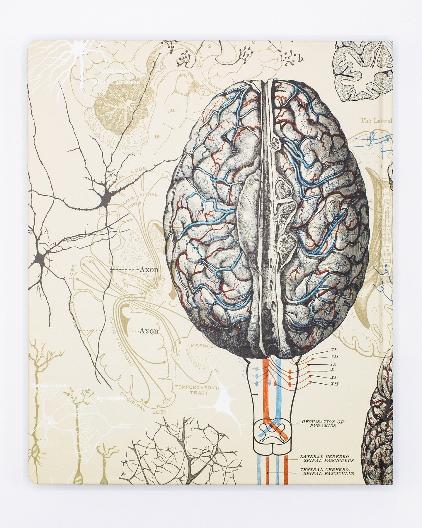Neuroscience Brain