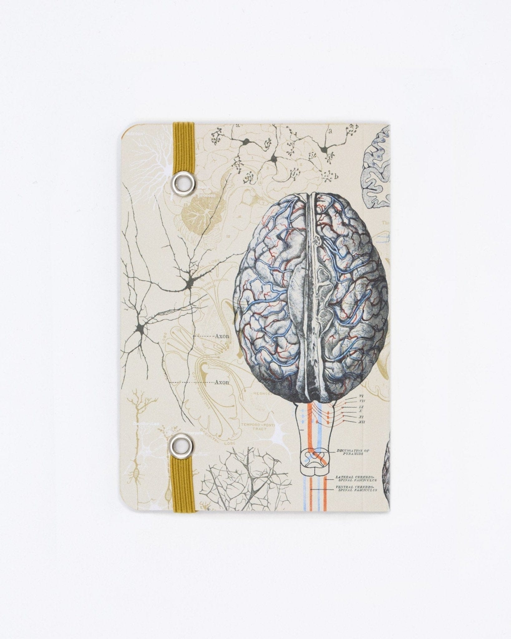 Neuroscience Gifts | Neurology Gifts - Cognitive Surplus – Tagged ...