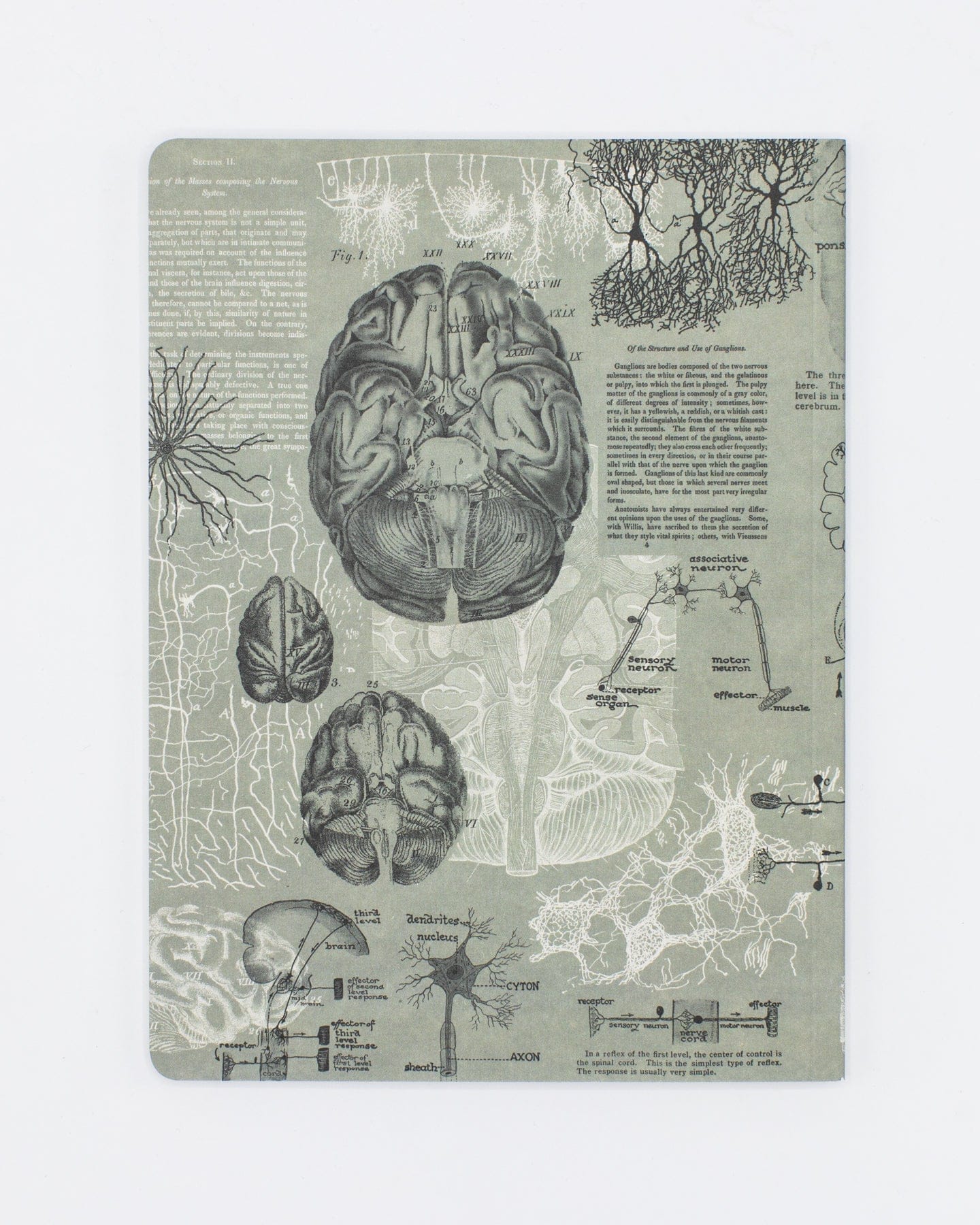 Brain Anatomy Softcover Notebook | Dot Grid Journal – Cognitive Surplus