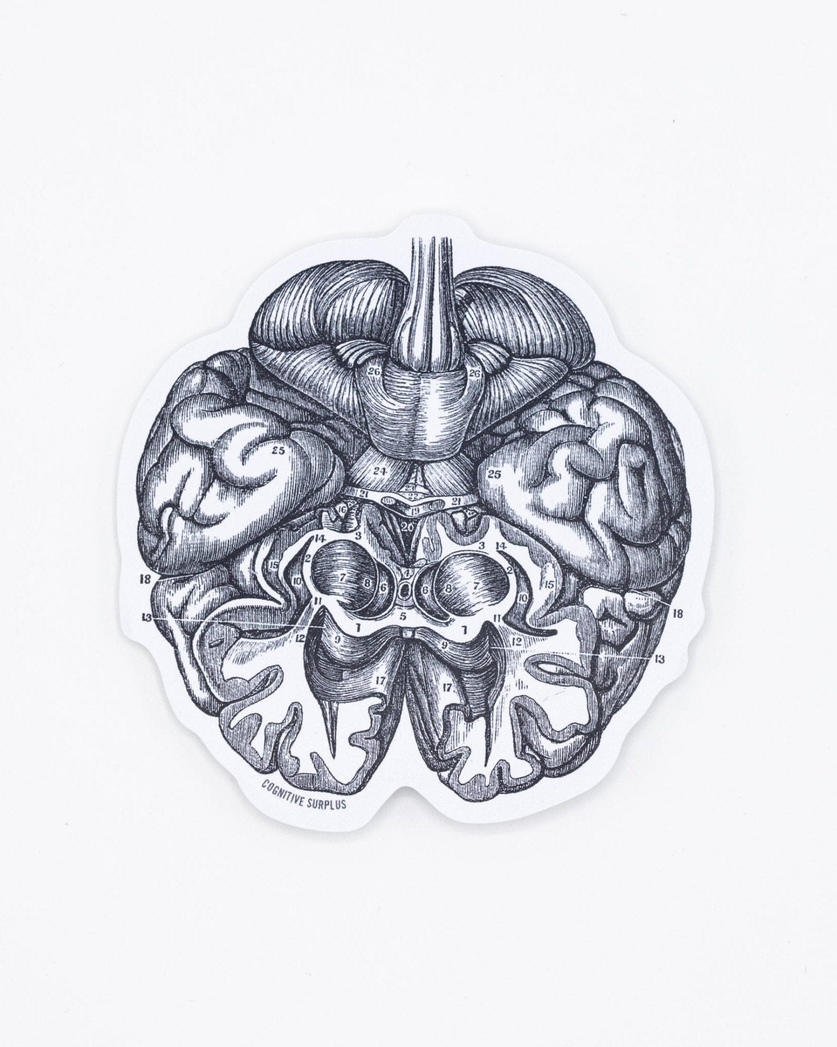 Neurology Sticker Science Stickers - Recyclable Paper Stickers | Cognitive Surplus ...