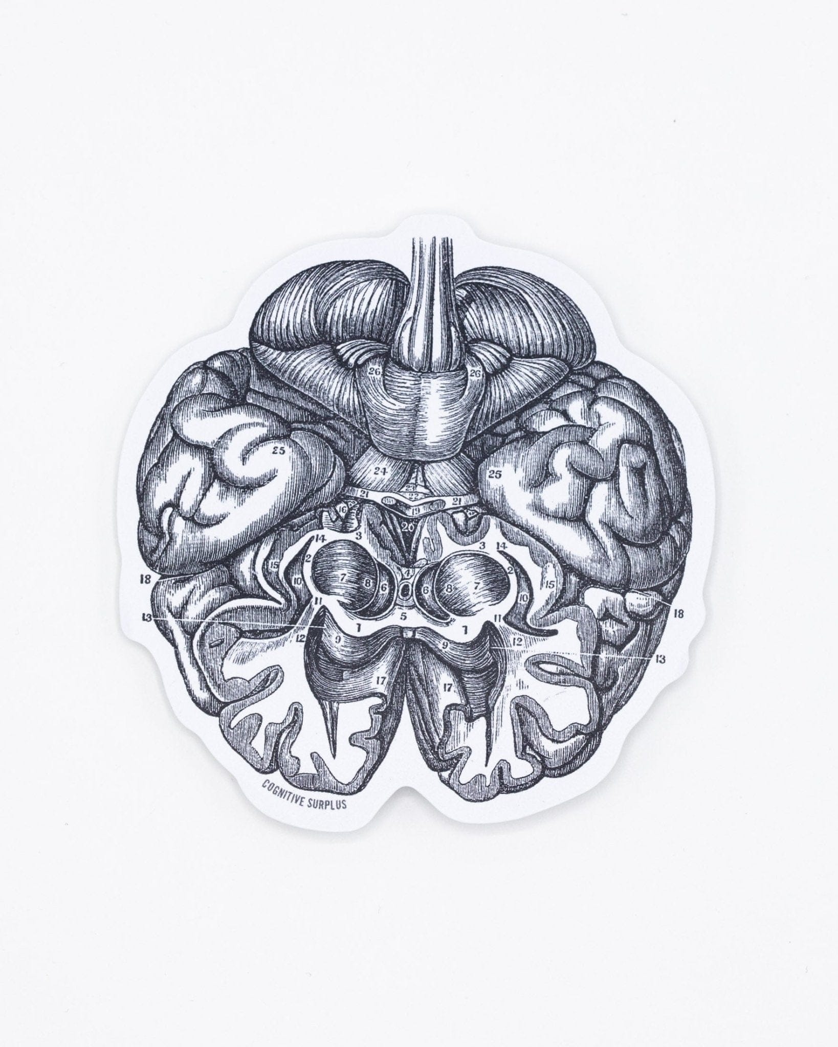 Brain Sticker Cognitive Surplus